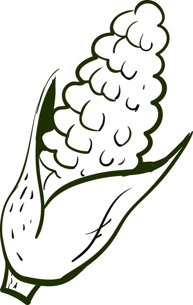 dibujo de maíz, ilustración, vector sobre fondo blanco.
