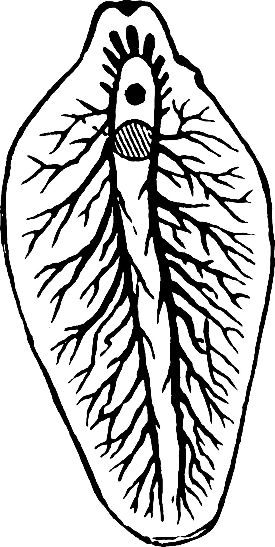 Liverfluke, vintage illustration. 13674045 Vector Art at Vecteezy