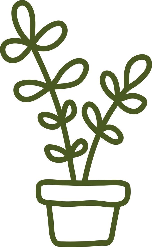Peperomia in pot, illustration, vector on a white background.