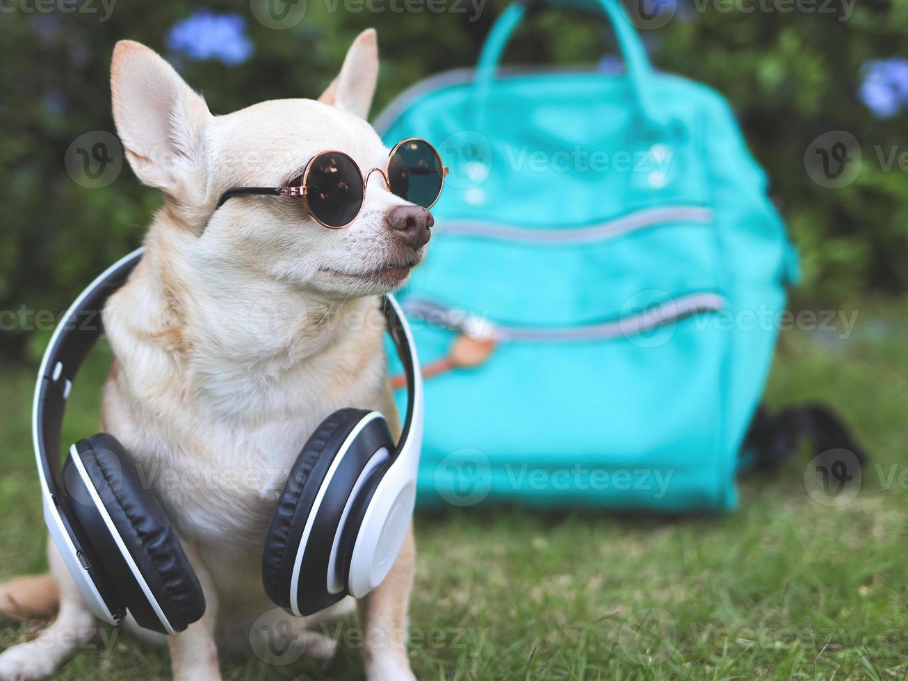 Perro chihuahua de pelo corto marrón con gafas de sol y auriculares alrededor del cuello sentado con mochila en el jardín con flores de color púrpura. viajar con concepto animal. foto