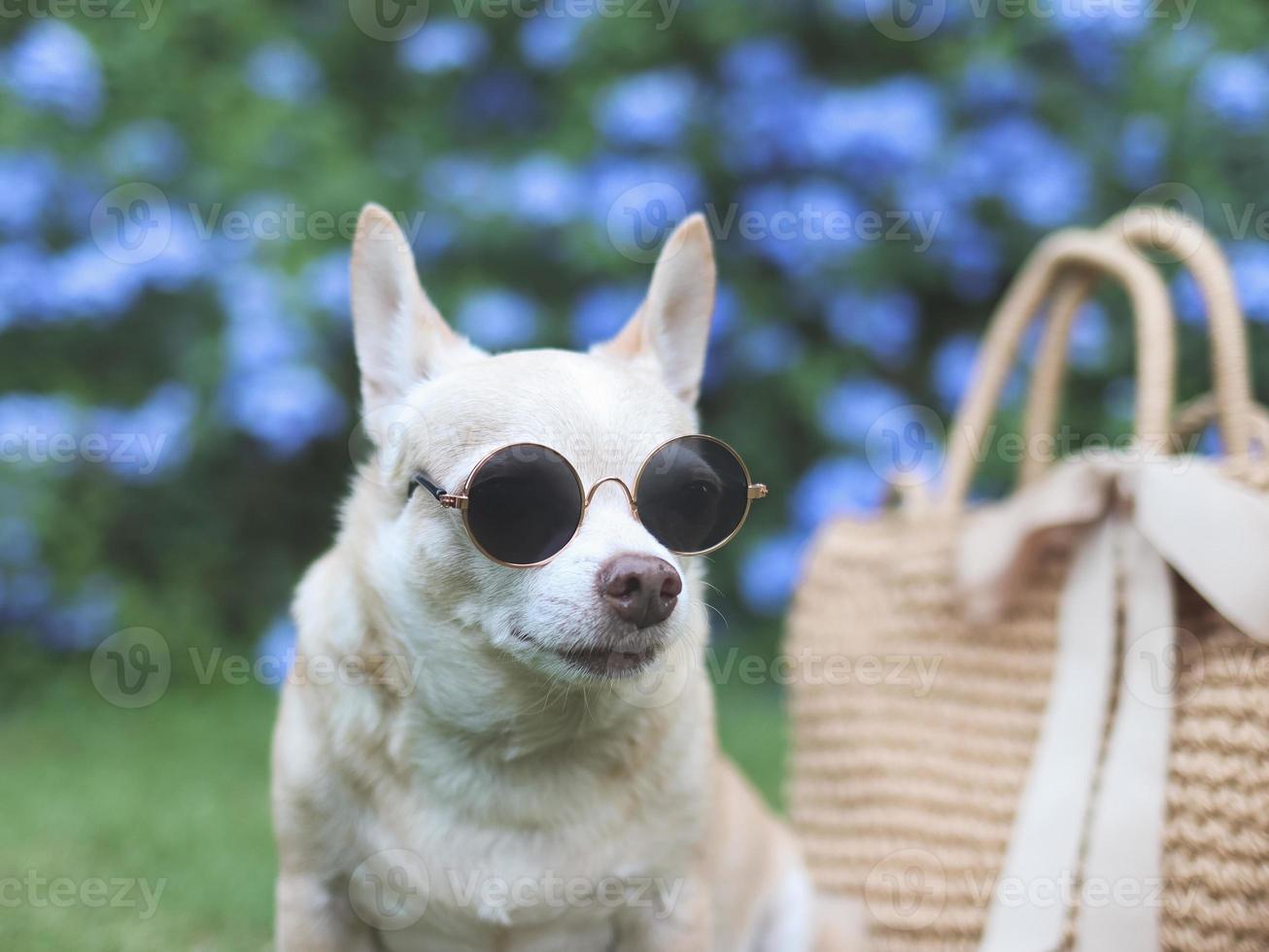 brown chihuahua dog wearing sunglasses  sitting  with straw bag on  green grass in the garden, ready to travel. Safe travel with animals. photo