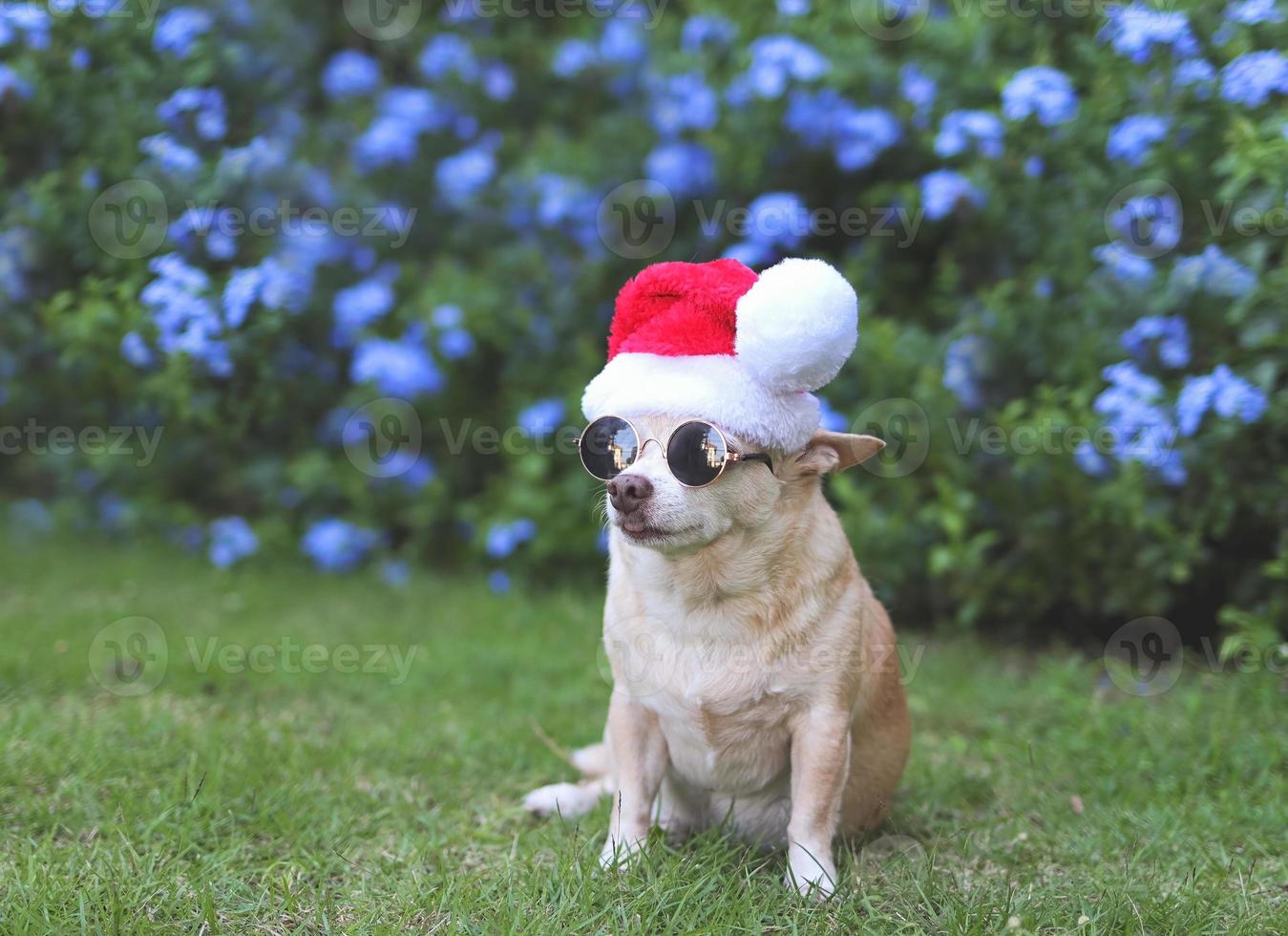 brown  short hair Chihuahua dog wearing sunglasses and  Santa Claus hat sitting on green grass in the garden with purple flowers and  copy space, looking away. Christmas and New year. photo