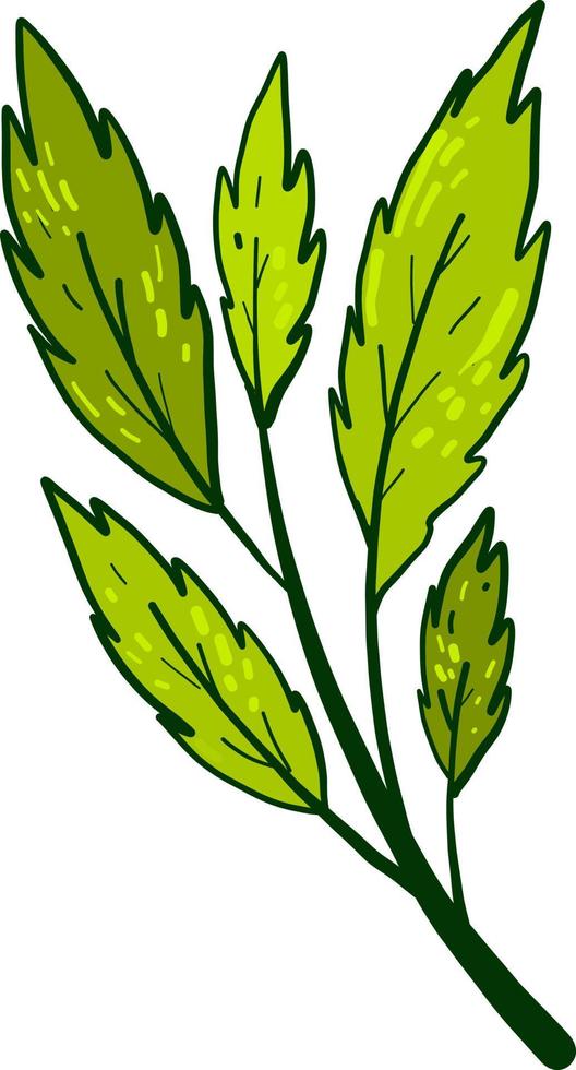 Green leaves, illustration, vector on white background.