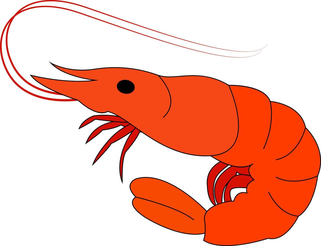 Little shrimp, illustration, vector on white background.