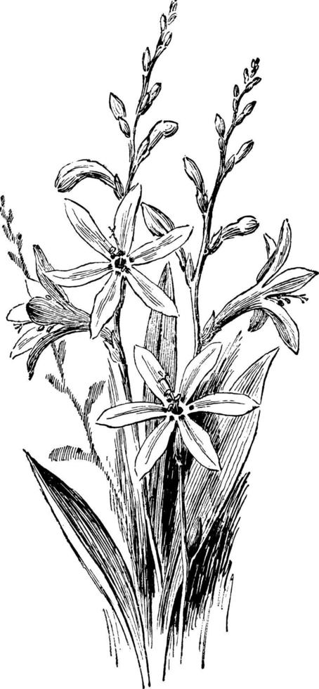 tritonia crocosmaeflora ilustración vintage. vector
