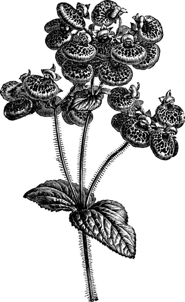 Herbaceous Calceolaria vintage illustration. vector