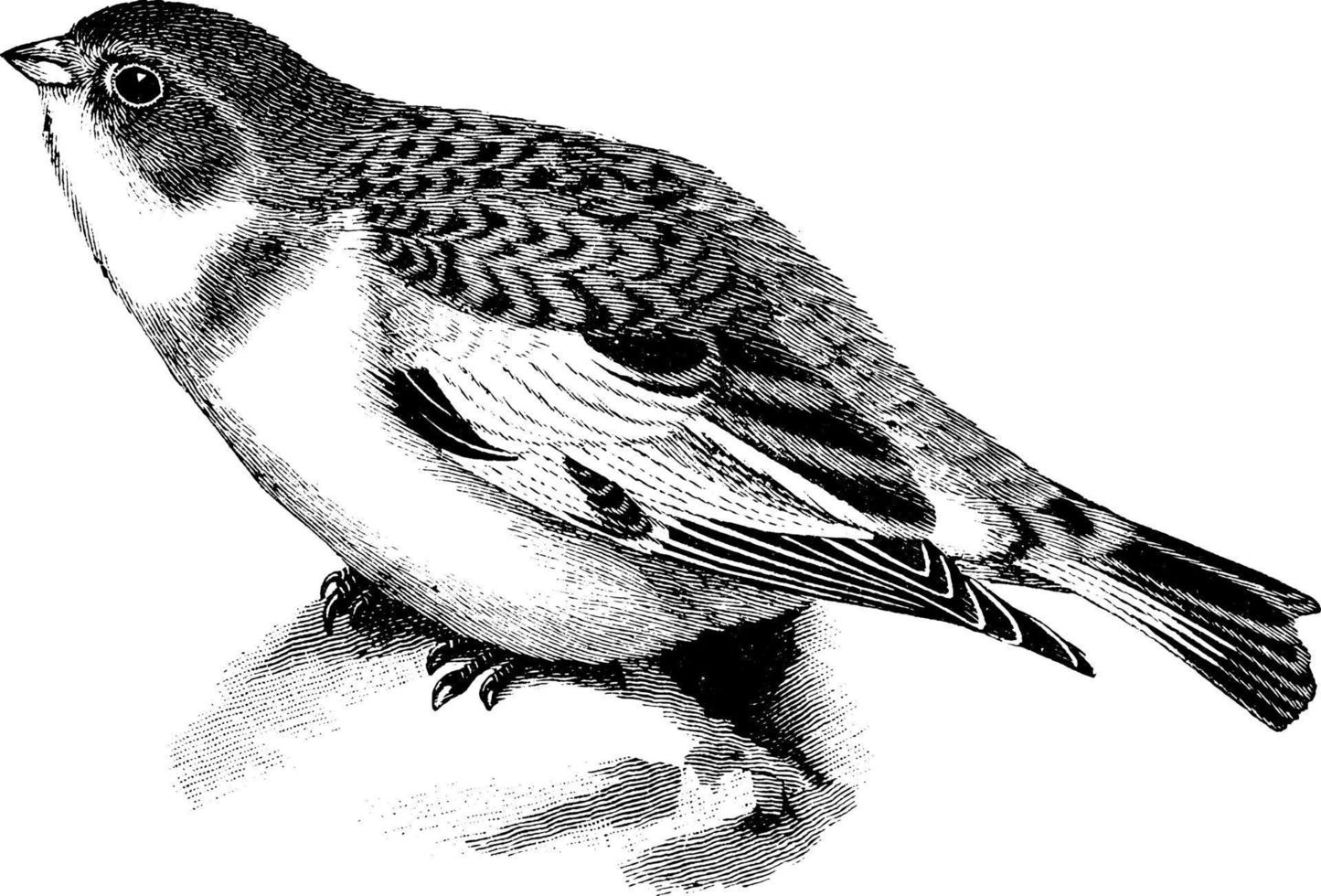 Snow Bunting, vintage illustration. vector