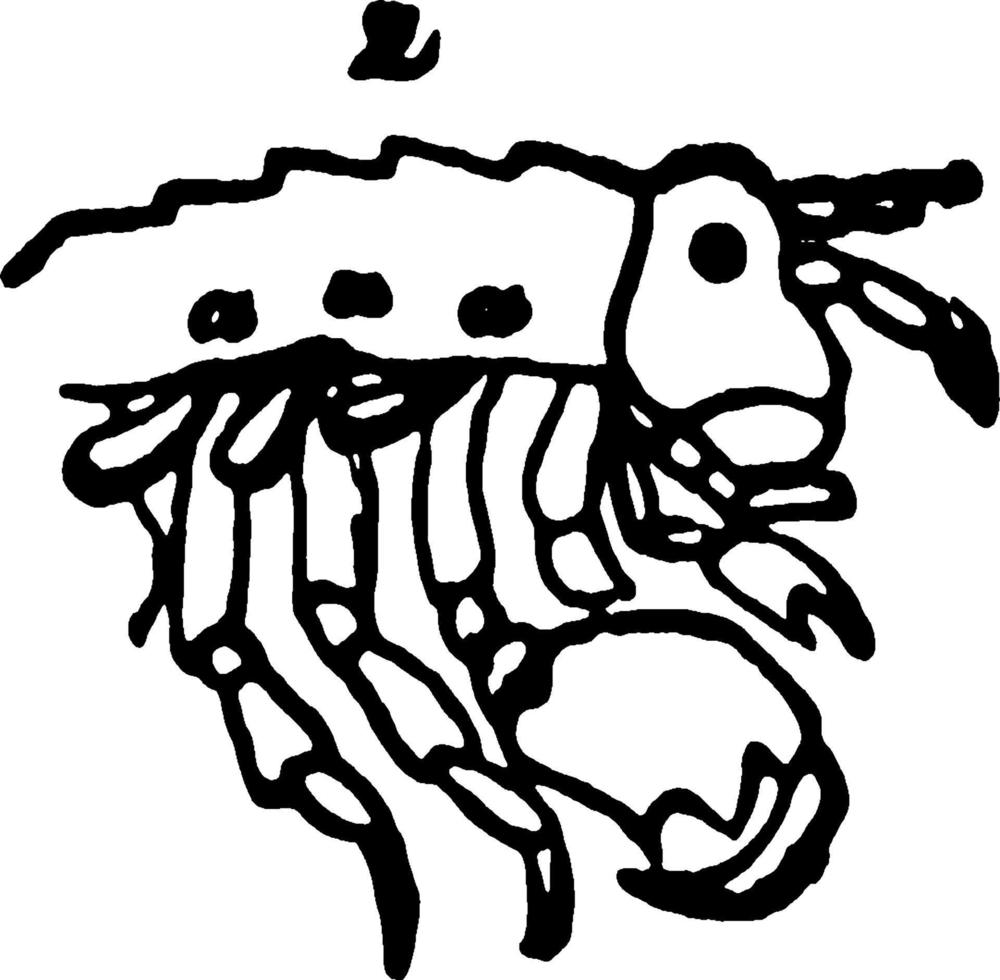 Amphipoda, vintage illustration. vector
