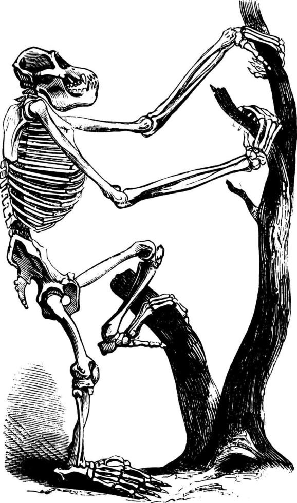 Chimpanzee Skeleton, vintage illustration. vector