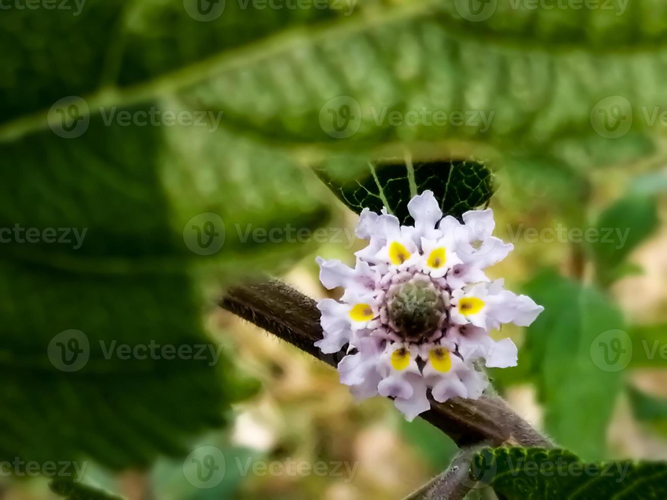 lantana camara, popularmente llamada lantana floreciendo con fondo natural. foto