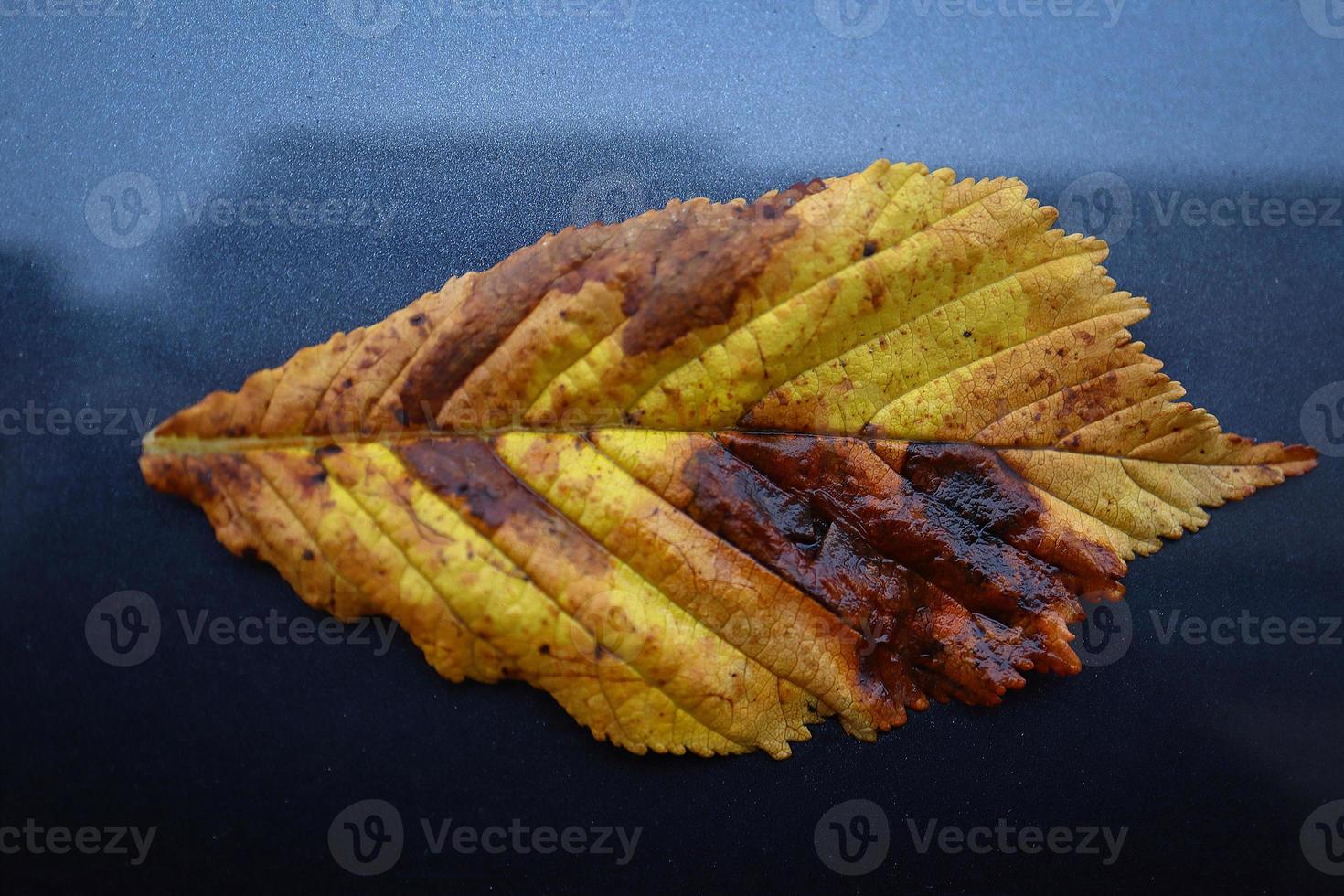 Yellow textured hornbeam fallen leaf with brown spots lying on wet from rain drops black car front hood surface photo