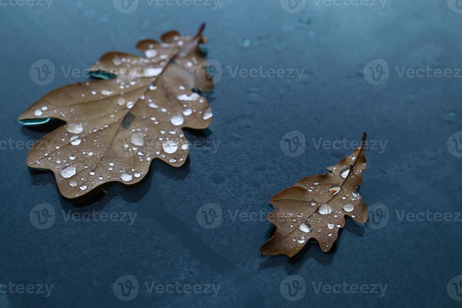 Two brown textured oak fallen leaves with shiny rain drops lying on wet black car front hood surface photo