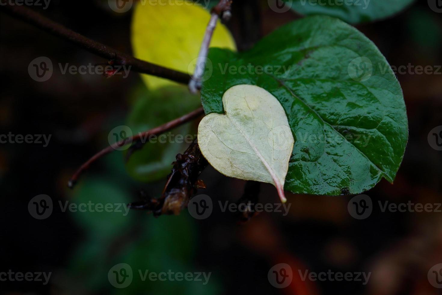 White tiny heart shaped fallen leaf lying on bigger green leaf in autumn season on dark background photo