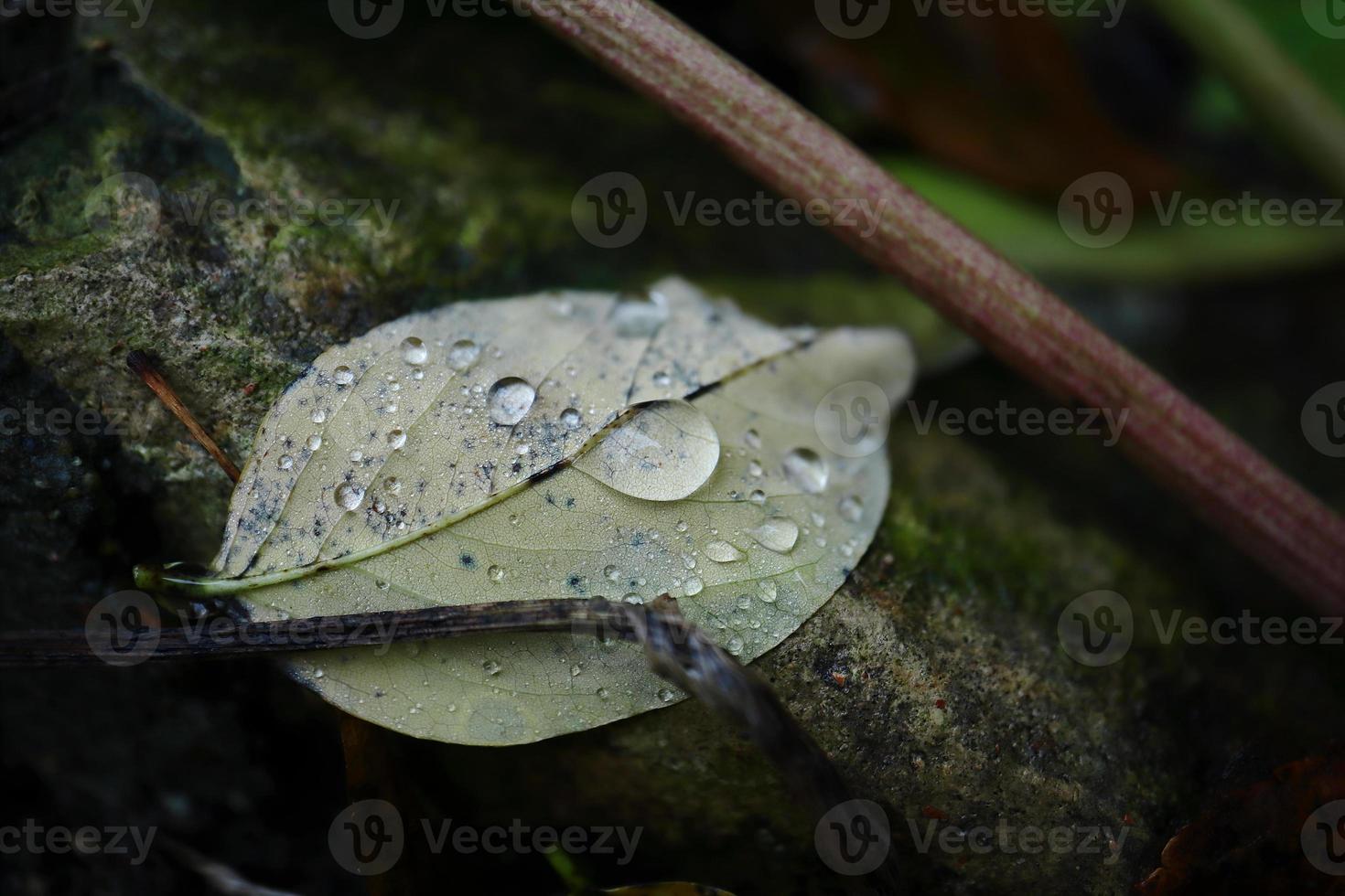 One green fallen leaf with rain drops on back side lying on dark ground photo