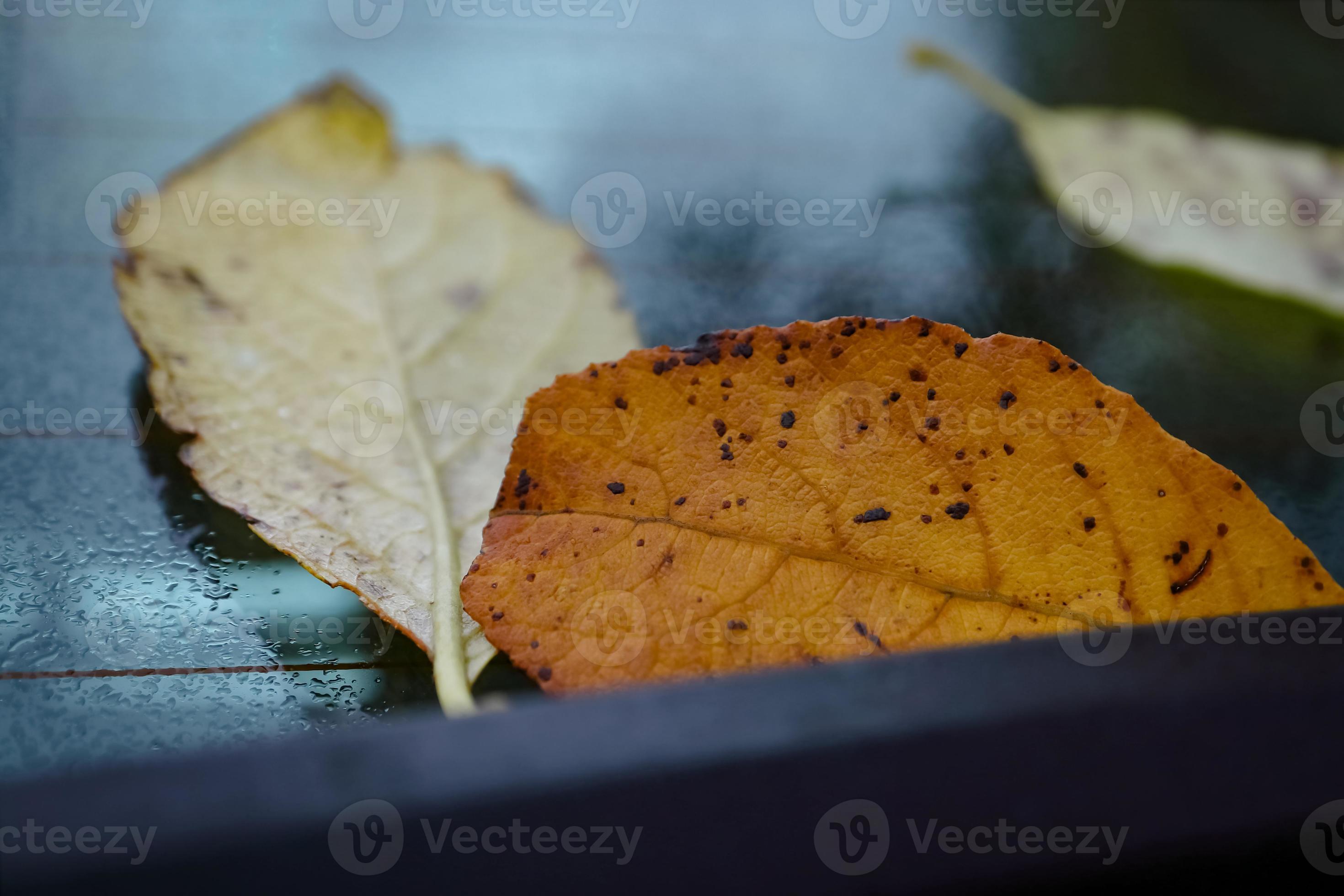 Yellow leaf with black dots and other leaves turned upside down lying