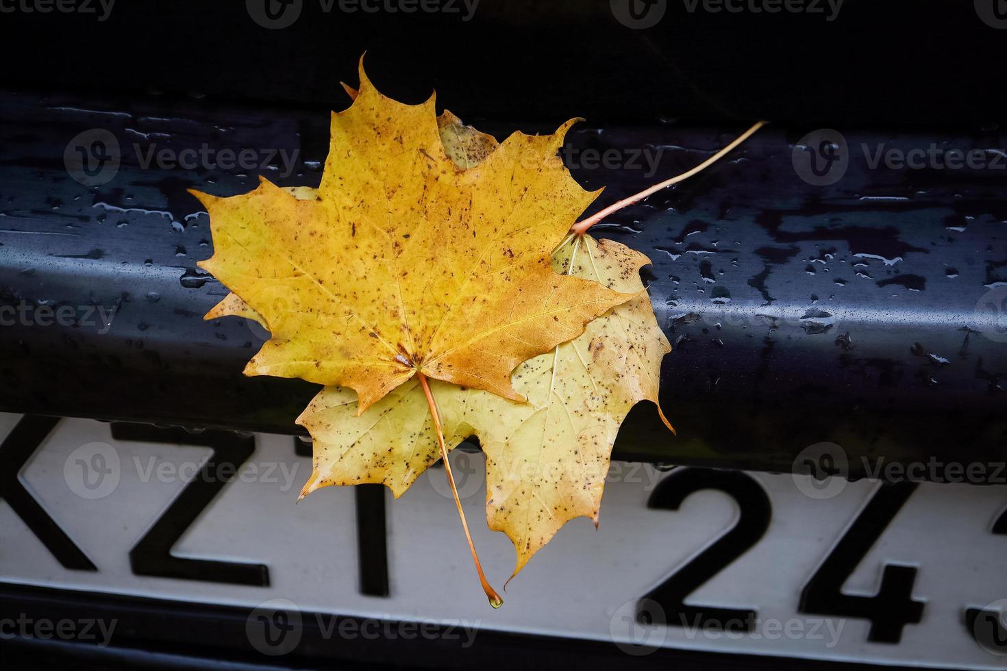 Two crossed yellow maple tree leaves on wet back side of black car near a number plate during an autumn season photo