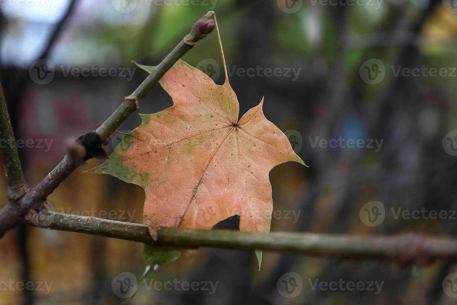 Pink autumn maple leaf hanging on empty branch autumnal background photo