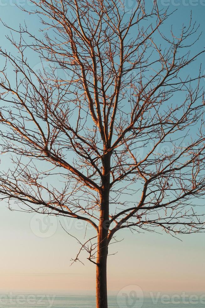 Silhouette of tree branches without leaves on a sky blue background. photo