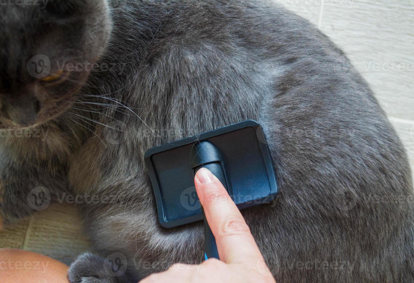 Cat brushing photo 13675874 Stock Photo at Vecteezy