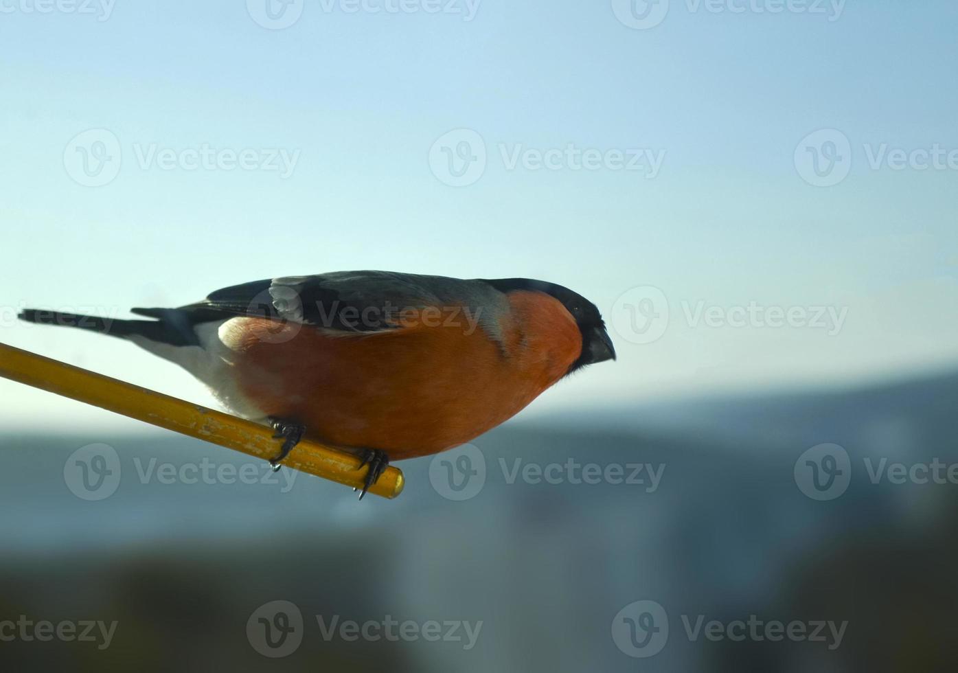 foto de pájaro camachuelo.