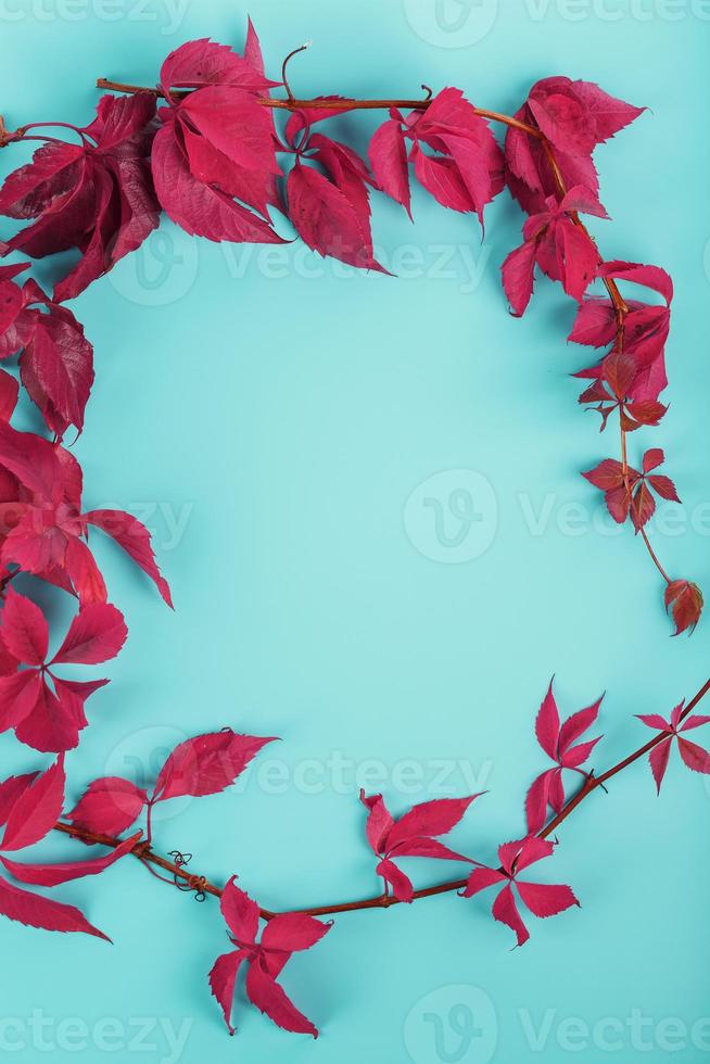 hojas de otoño de hiedra roja sobre un fondo azul con espacio libre.  13676677 Foto de stock en Vecteezy