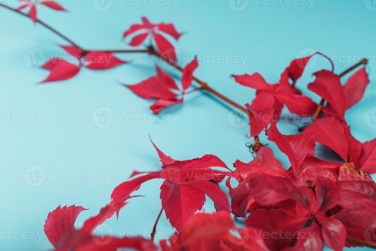 hojas de otoño de hiedra roja sobre un fondo azul con espacio libre.  13676743 Foto de stock en Vecteezy