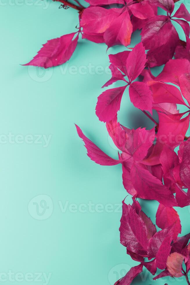 hojas de otoño de hiedra roja sobre un fondo azul con espacio libre. 13676766 Foto de stock en Vecteezy hojas de otoño de hiedra roja sobre un fondo azul con espacio libre. 13676766 Foto de stock en Vecteezy