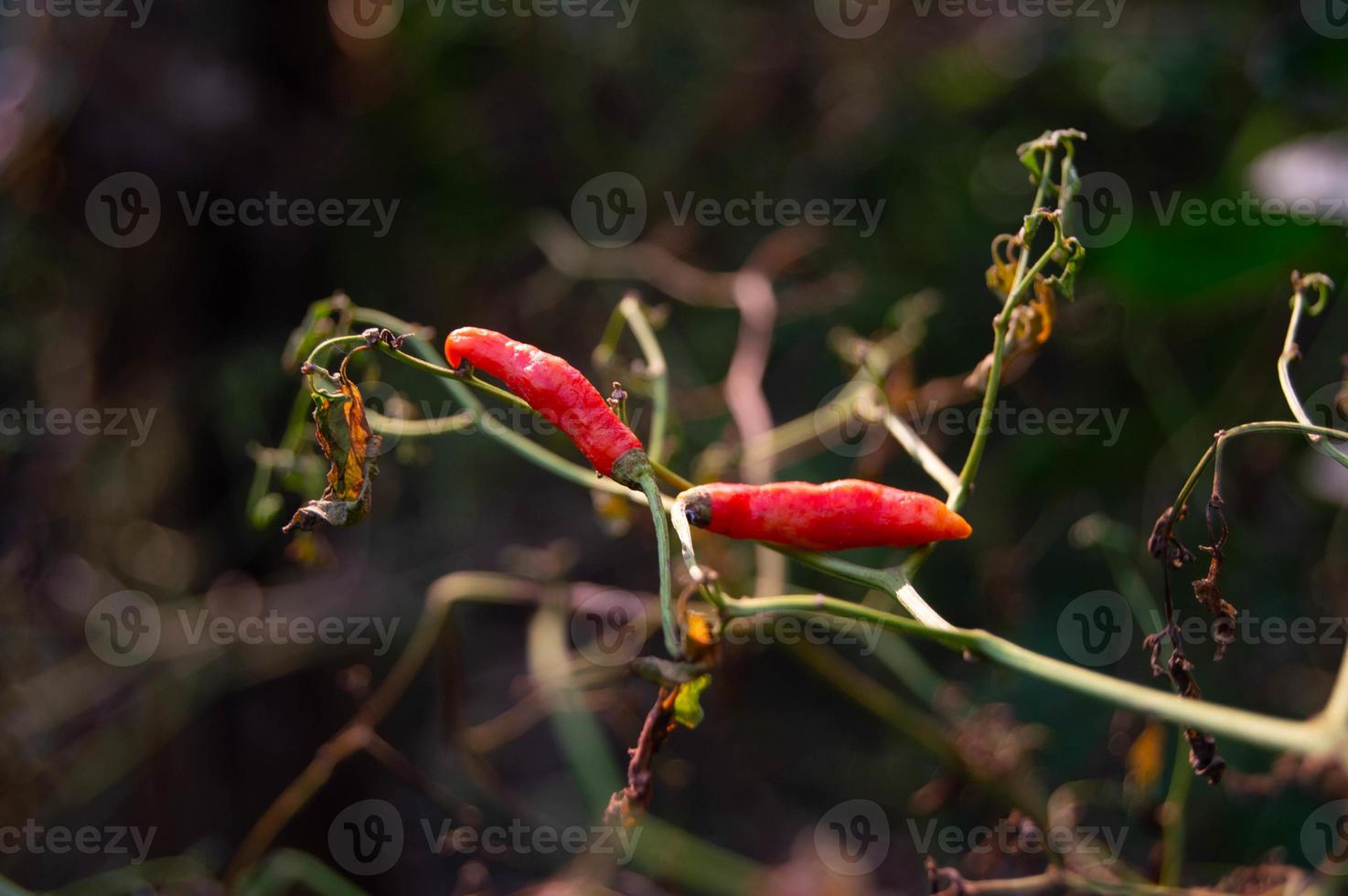 Dried chilies are attacked by pests on the tree photo