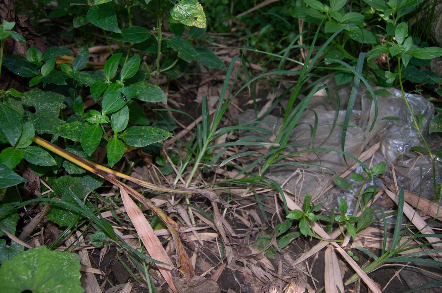 wild plants growing in the garden photo