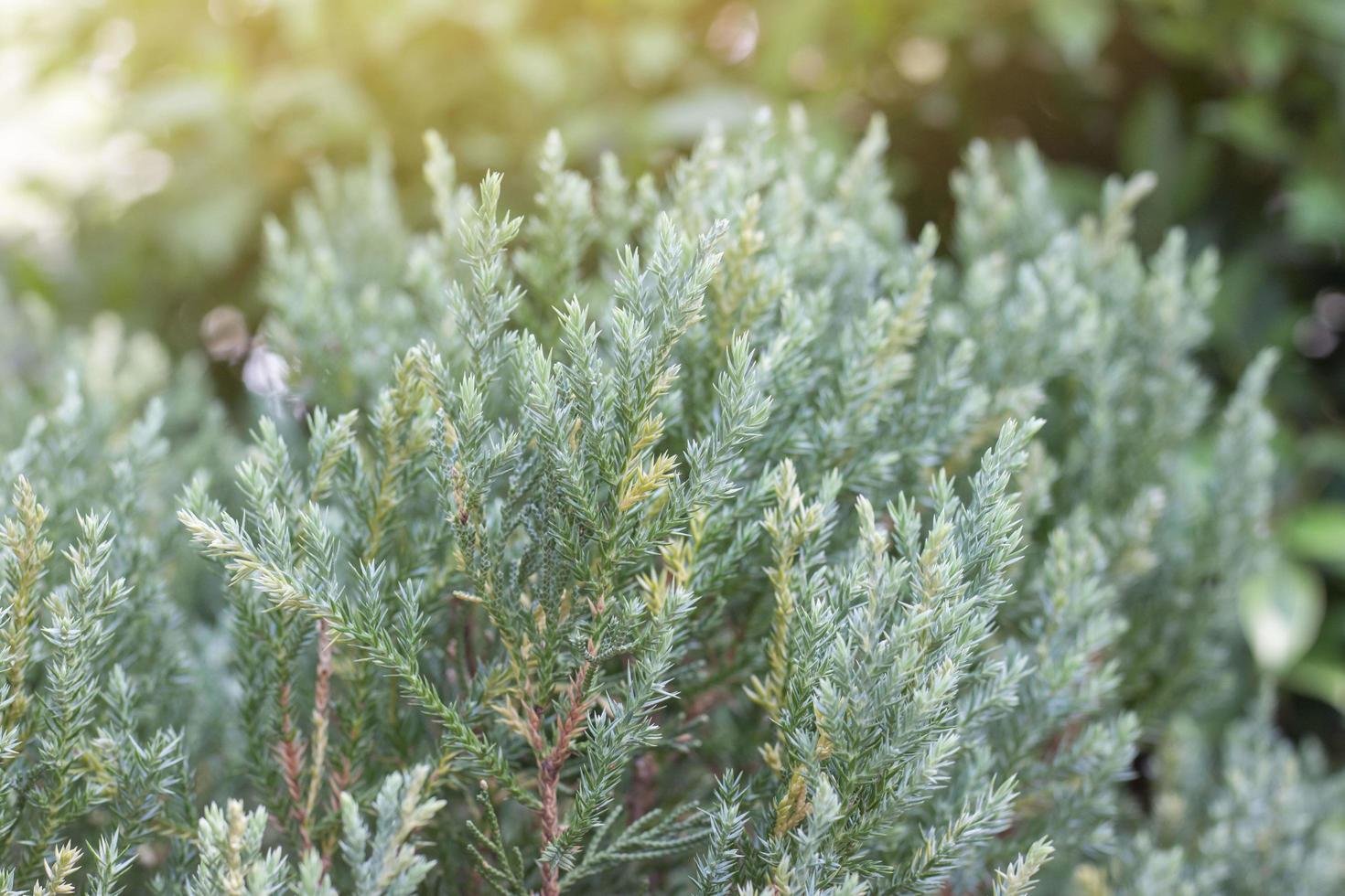 Abstract of Creeping Juniper, Juniperus procumbens or Siebold ex Endl. Mig with sunlight in the garden. photo