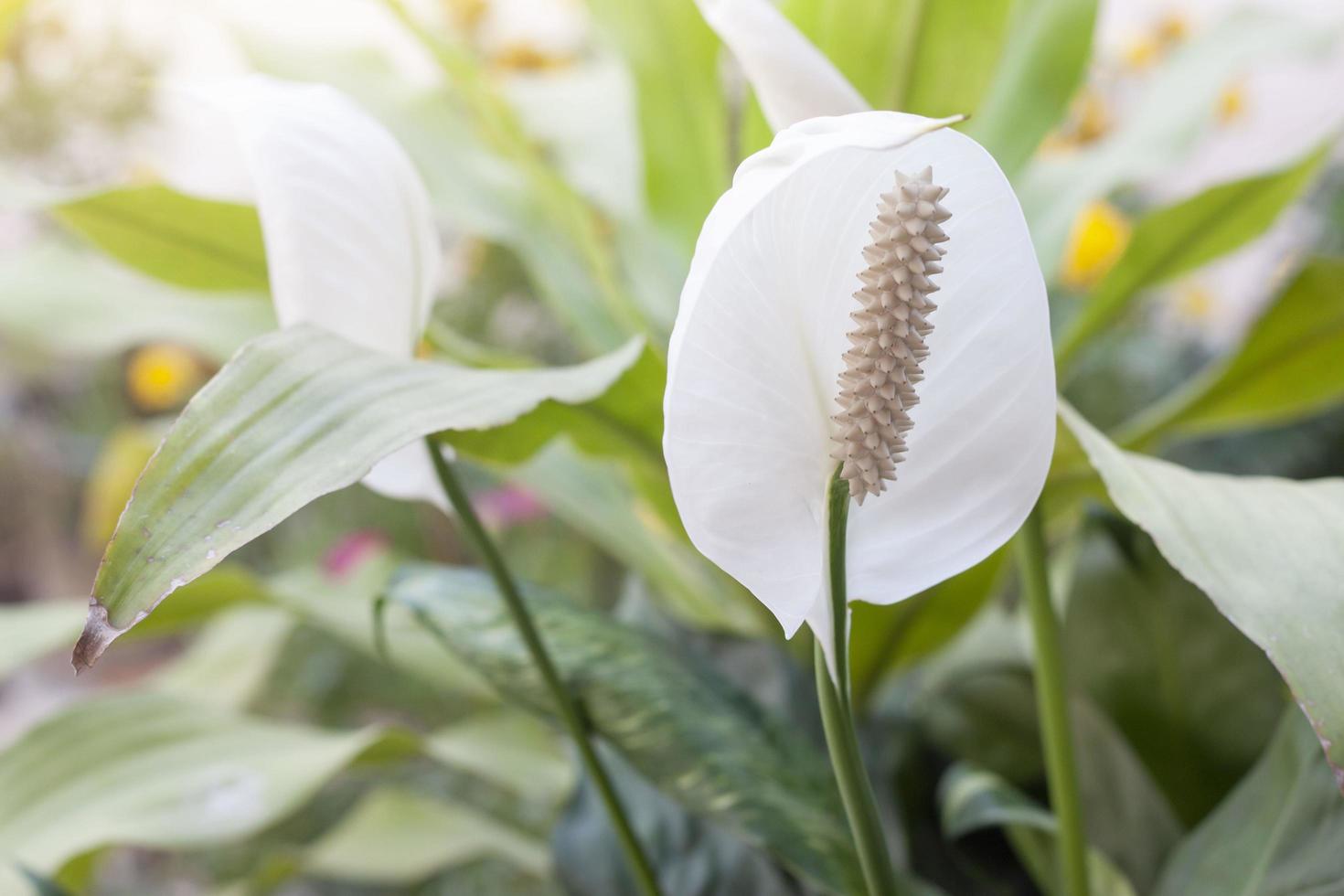 Peace Lily or pathiphyllum wallisii flower bloom with sunlight in the garden. photo