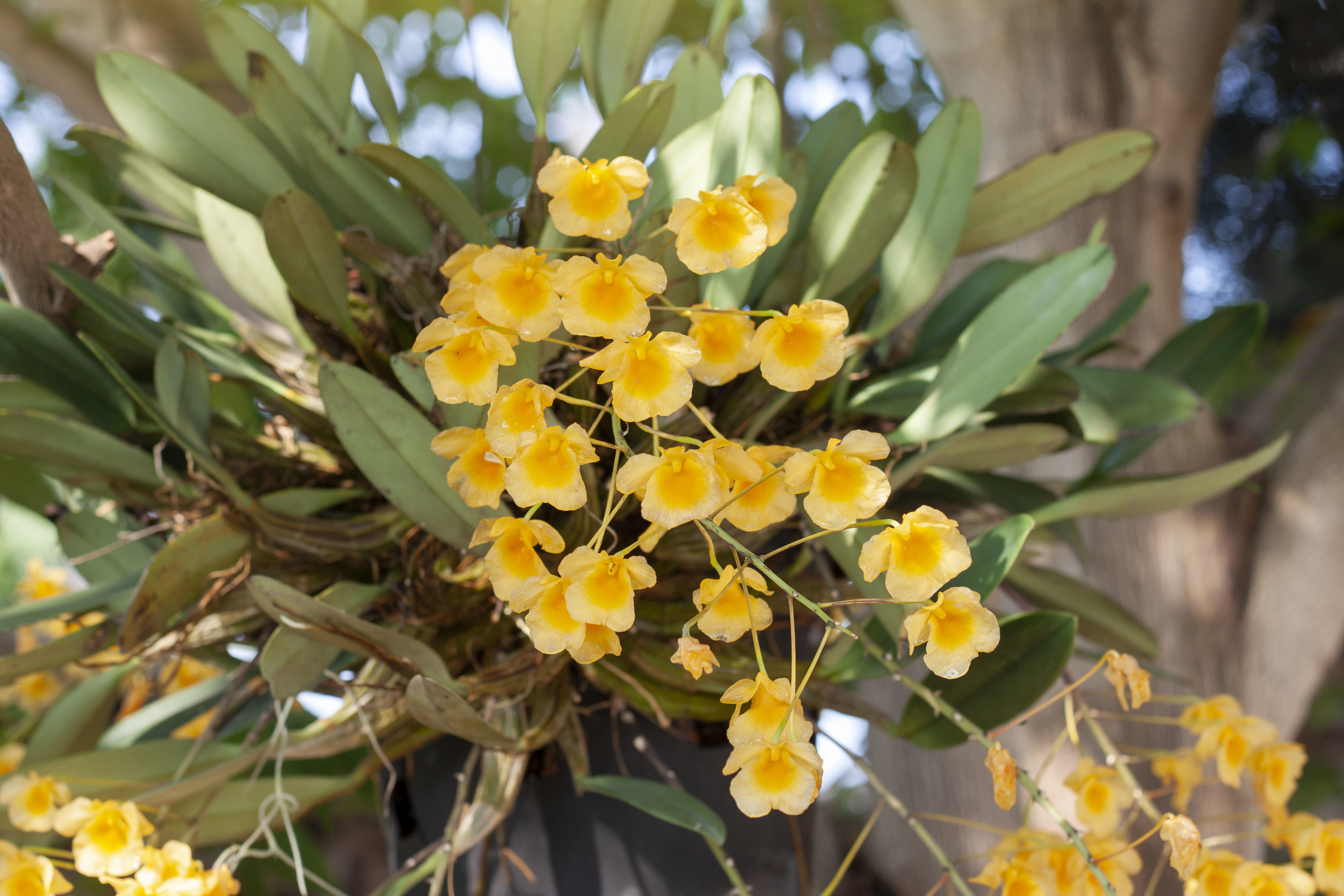 Dendrobium Stock Photos, Images and Backgrounds for Free Download