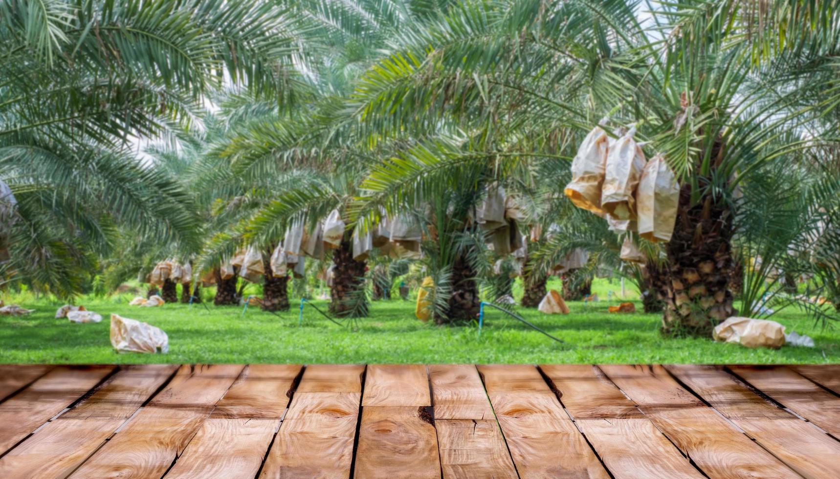 hermoso piso de madera y dátiles barhi borrosos fondo natural del jardín de palmeras, fondo de escaparate de productos agrícolas, jardín de palmeras dátiles barhi y concepto de comida saludable foto