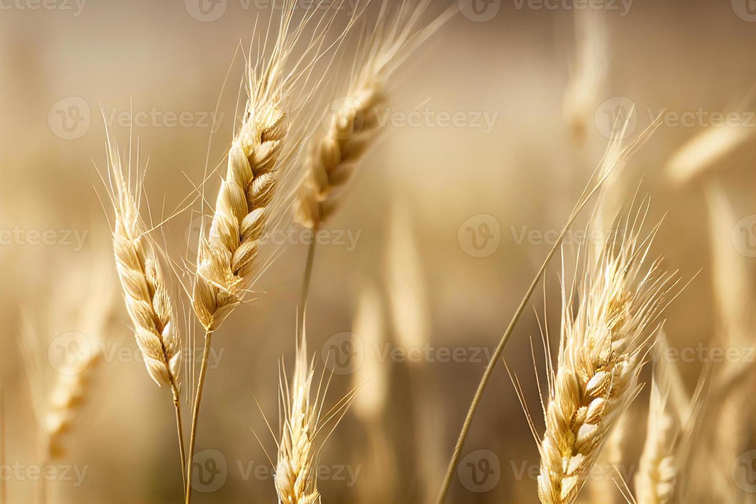 Wheat in the sunset. Close up photo