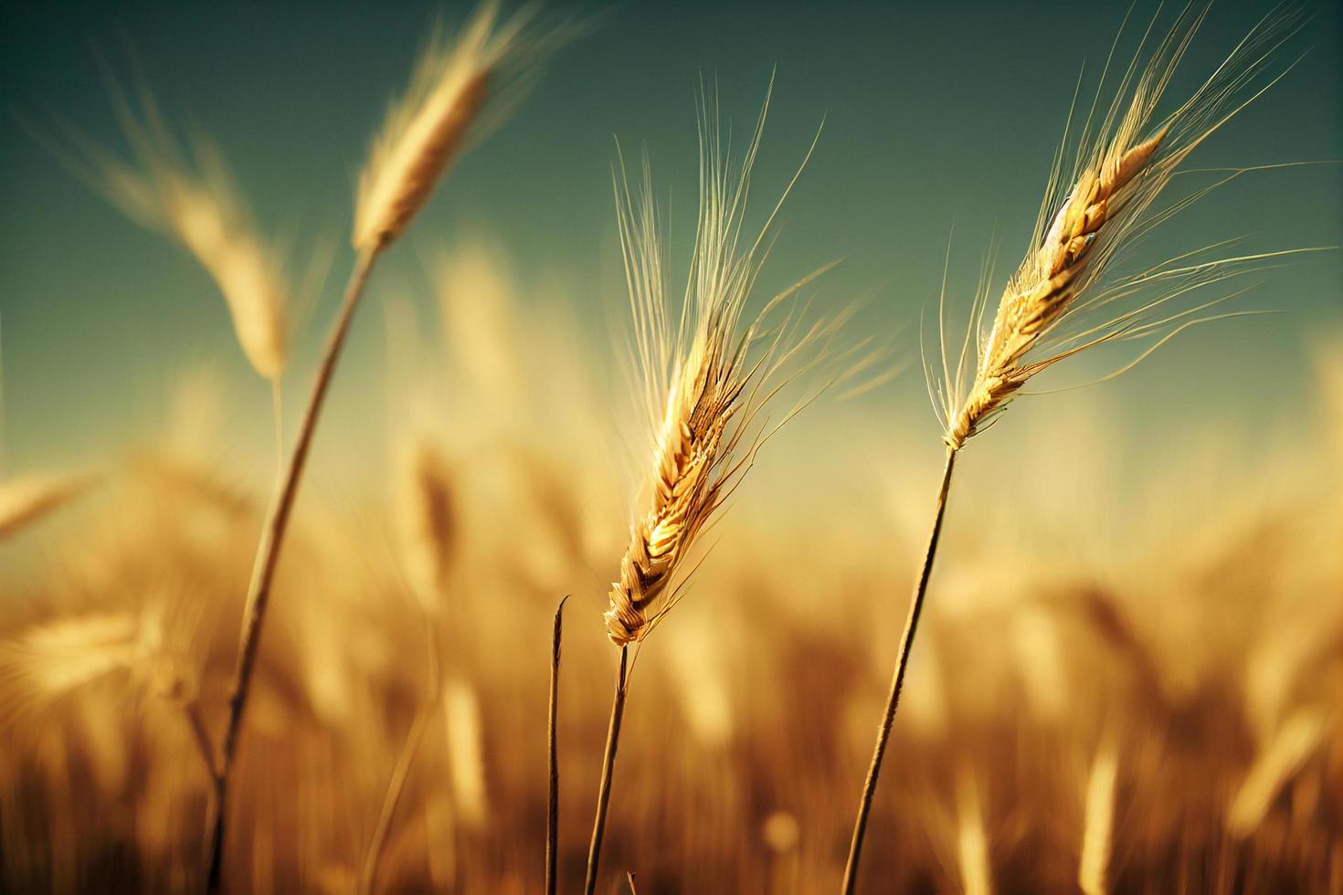 Wheat in the sunset. Close up with sky photo