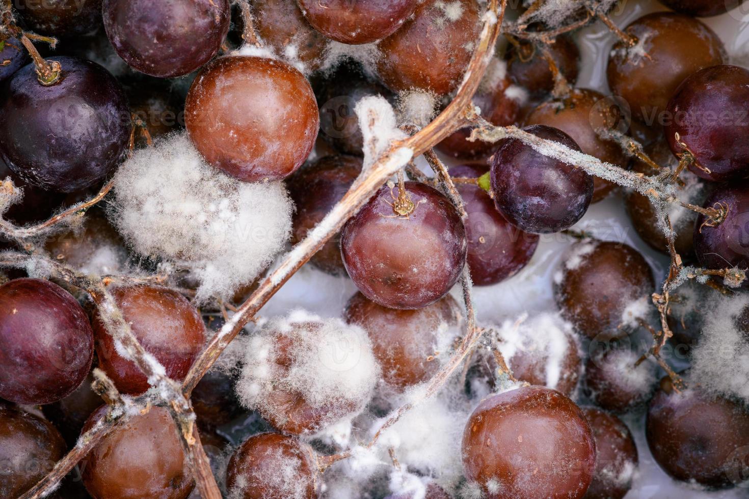 el hongo crece en uvas moradas en contenedores. foto