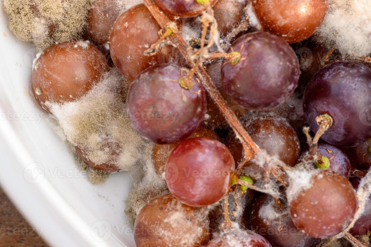 Fungus grows on purple grapes in containers. photo