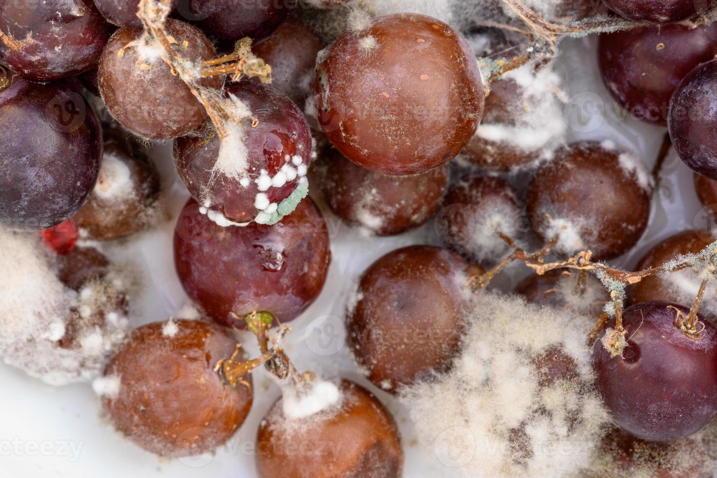 Fungus grows on purple grapes in containers. photo
