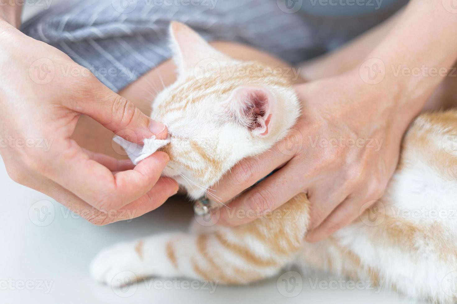 Close up Cat eyes being cleaned by a woman after Bathe cat and cotton