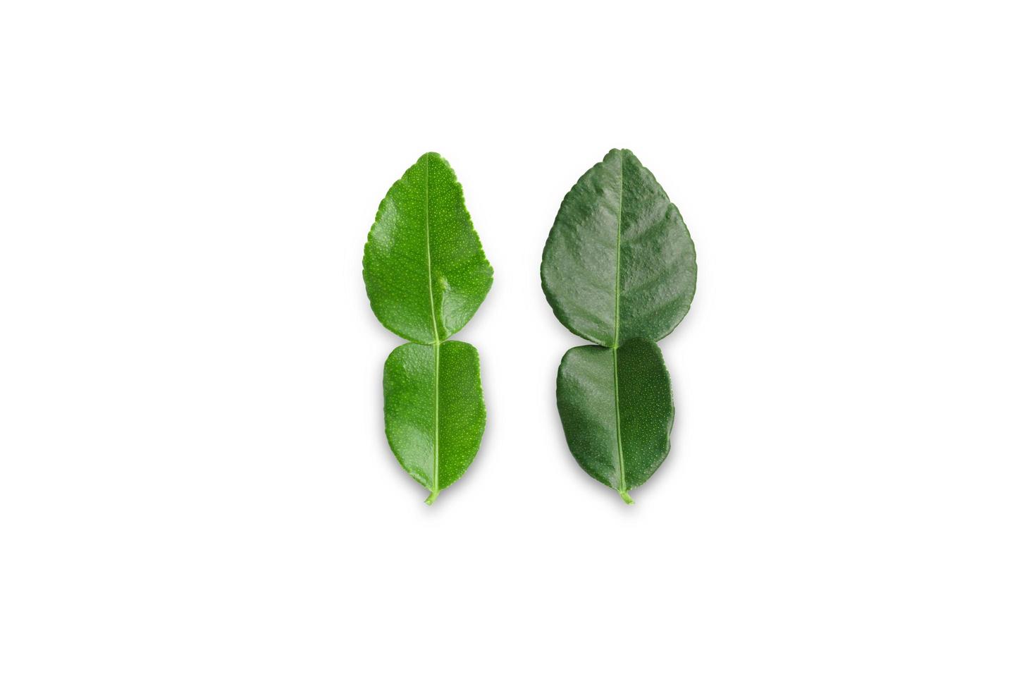 Kaffir lime leaves is not beautiful Young leaves and leaves old on the white background photo