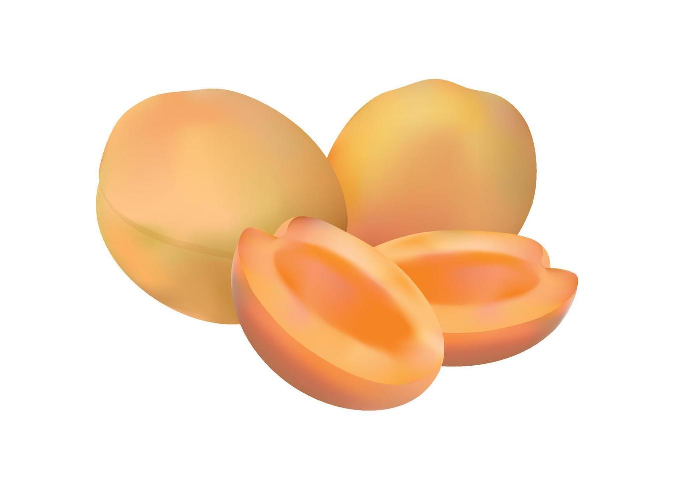 Vector illustration of Realistic Apricot