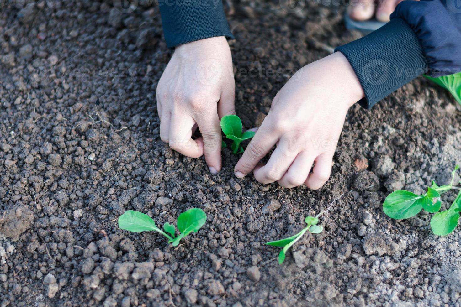 la vista superior de la mujer agricultora de primer plano es plantar una verdura en el suelo, el concepto de agricultura y alimentos orgánicos caseros copia espacio para texto y diseño foto