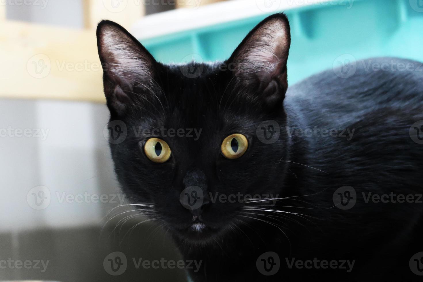 divertido retrato de gato negro que parece sorprendido o sorprendido en el fondo. gracioso gatito doméstico juega en casa. foto