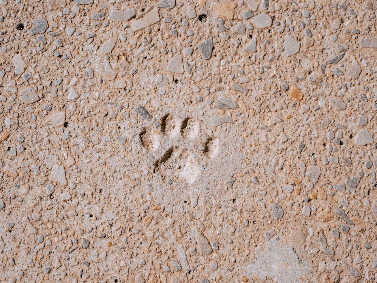 top shot photo of a cat paw footprint on a concrete path