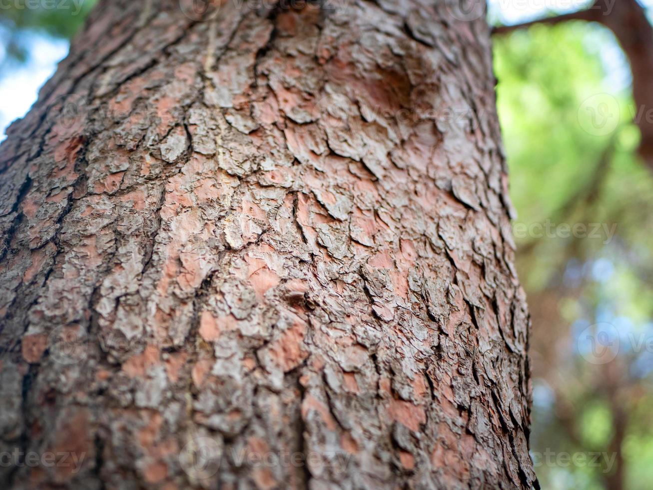 photo of bark on a pine trunk taken from below
