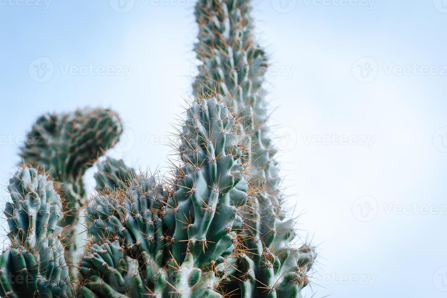 Big cactus thorns close up on a bright sky background photo