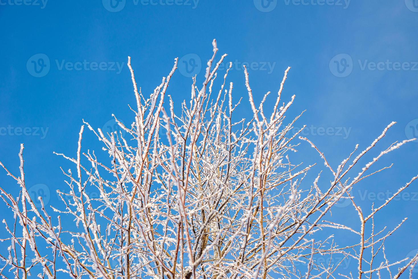 Frozen tree branches covered with snow on a clear blue sky background photo