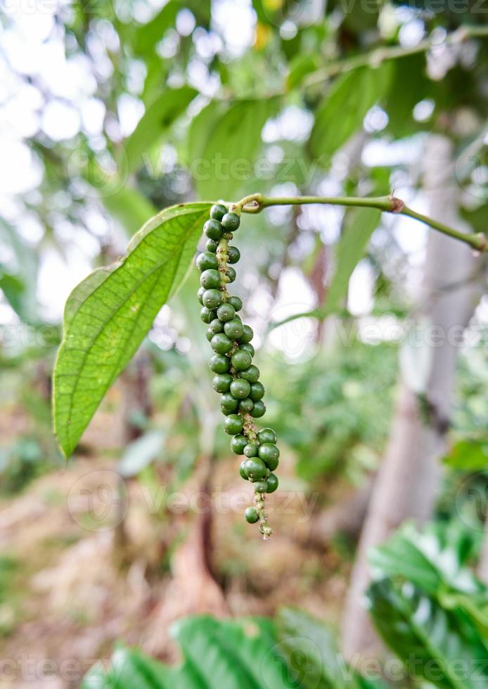 close-up of black pepper plant planted in a small garden. black pepper is growing a lot on the plantation. photo