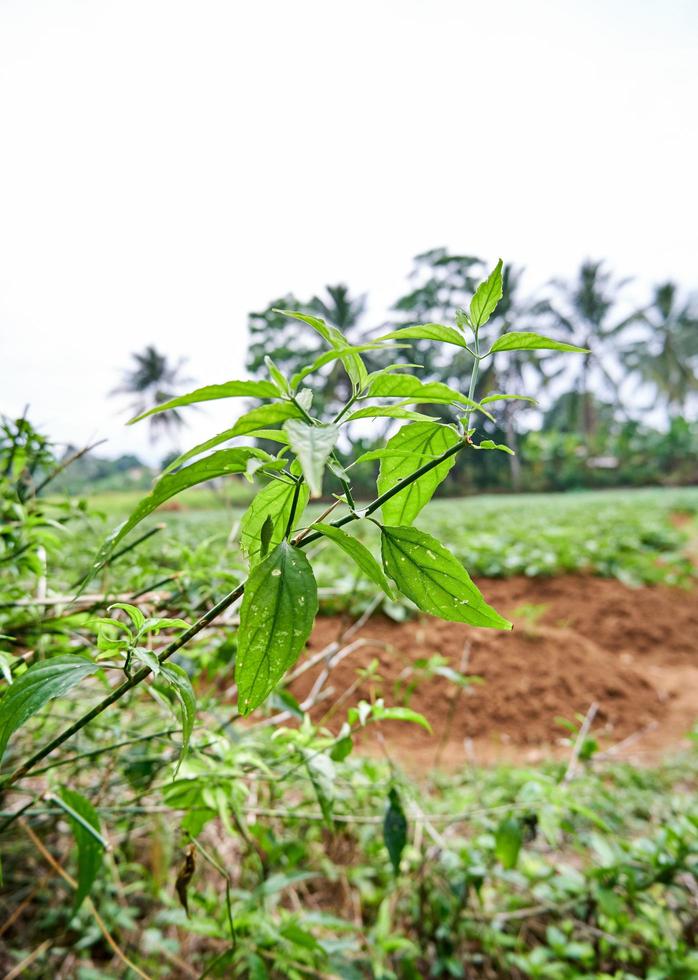 wild plants grow fresh photo