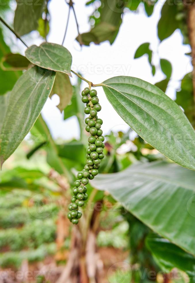 close-up of black pepper plant planted in a small garden. black pepper is growing a lot on the plantation. photo